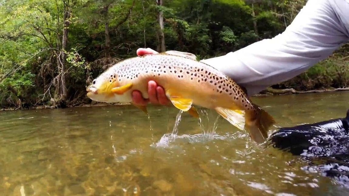 Tippet Rings, Really Are You Kidding? - Wooly Bugger Fly Co