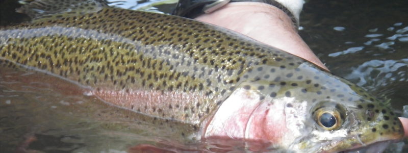 New Water…Be An Expert- Part Duex Butt ugly fly photo (1)