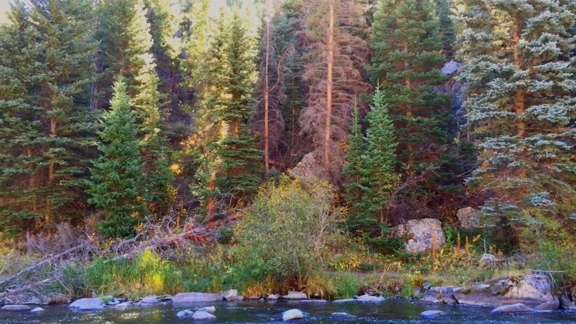 River and pine trees