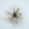 Midge Adult - Olive - Image 2