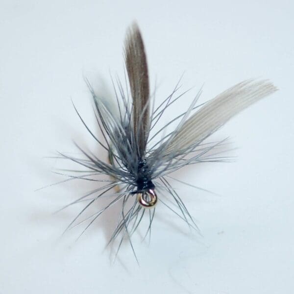 Grey Dun - Image 2